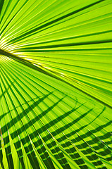 Image showing palm background