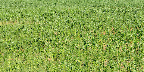 Image showing Corn field in nature