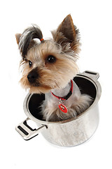 Image showing yorkshire terrier in the pot 