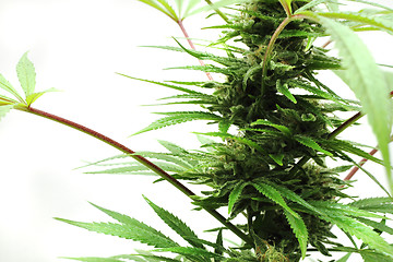 Image showing cannabis plant