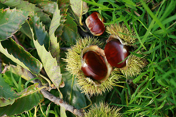 Image showing edible chestnuts background