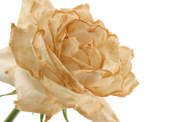 Image showing Fading Rose