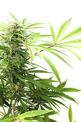 Image showing cannabis plant