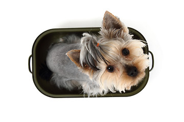 Image showing yorkshire terrier in the pot 