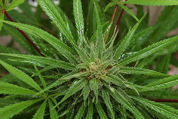 Image showing cannabis plant background