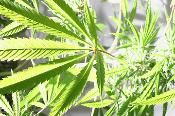 Image showing cannabis plant