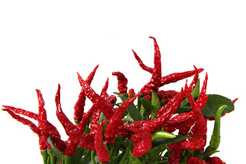 Image showing red chili isolated 