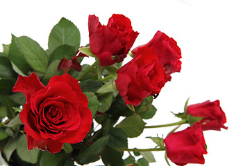 Image showing red roses