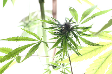 Image showing cannabis plant