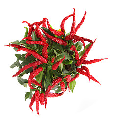 Image showing red chili isolated 