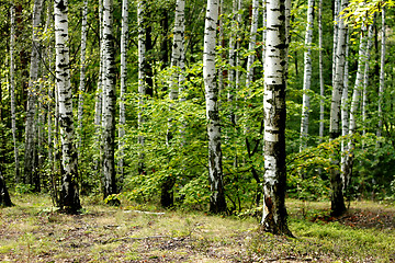 Image showing green spring forest 