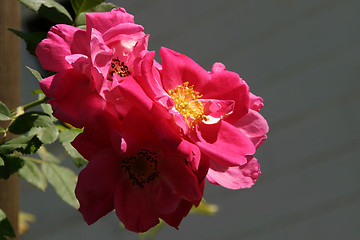 Image showing Rosa William Baffin - climbing Rose