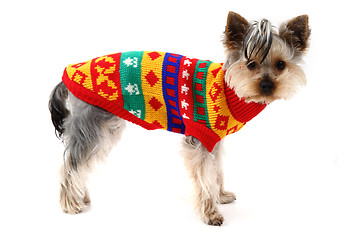 Image showing yorkshire terrier is dressed