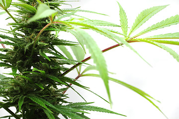 Image showing cannabis plant