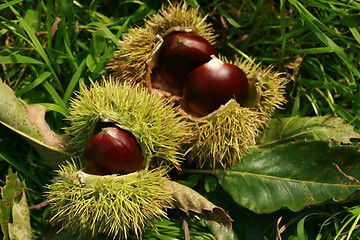 Image showing edible chestnuts background