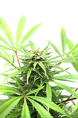 Image showing cannabis plant