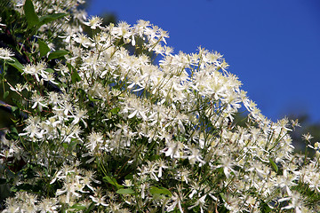 Image showing Clematis Terniflora - white