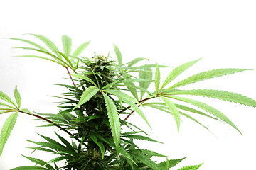 Image showing cannabis plant