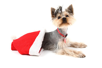 Image showing yorkshire terrier in the red cap