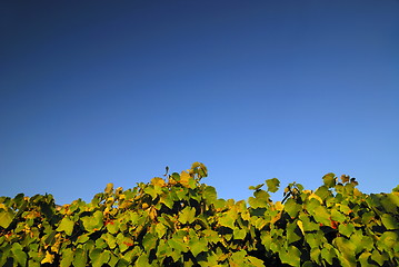 Image showing vineyard horizontal background