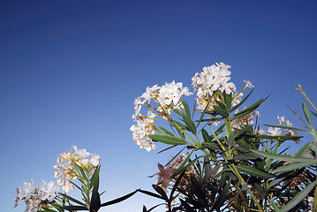 Image showing white flower