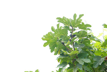 Image showing fig branches isolated