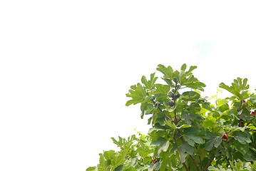 Image showing fig branches isolated