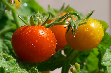 Image showing mini red tomatoes