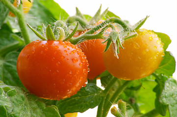 Image showing Mini red tomatoes