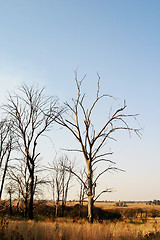 Image showing Dead trees