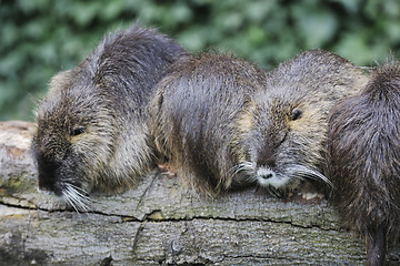 Image showing zoo animals