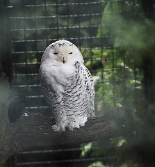 Image showing owl, bird, animal, zoo, white, hawk, american, nature, wil, wild