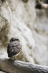 Image showing owl, bird, animal, zoo, white, hawk, american, nature, wil, wild