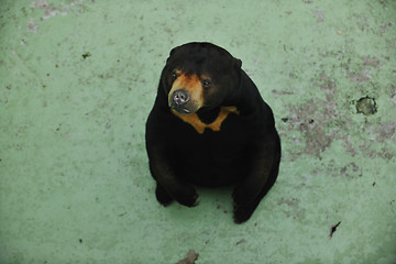 Image showing bear