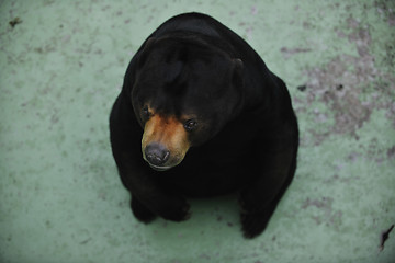 Image showing bear