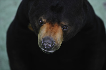 Image showing bear