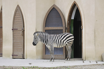 Image showing zebra