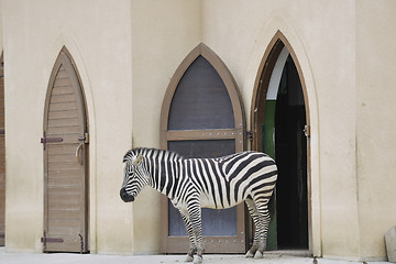 Image showing zebra