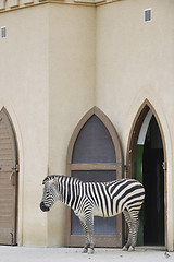 Image showing zebra