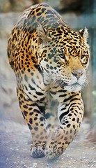 Image showing big cat