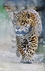 Image showing big cat