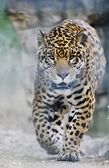 Image showing big cat