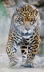 Image showing big cat