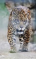 Image showing big cat