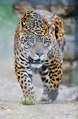 Image showing big cat