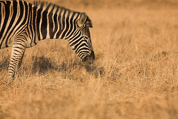 Image showing Zebra #6