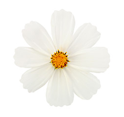 Image showing white flower isolated with clipping path