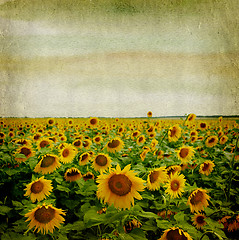 Image showing grunge paper background with sunflower