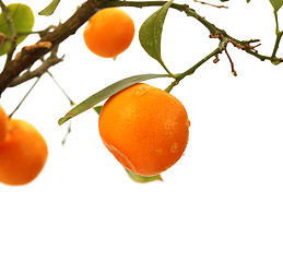 Image showing orange tree branch