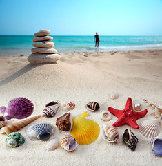 Image showing sea shells on sand beach